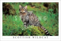 Scottish Wild Cat Postcard