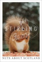 Nuts about Scotland, Red Squirrel Postcard