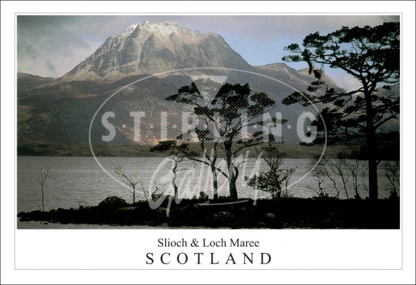Slioch & Loch Maree - Scotland, Tree Silhouette Postcard