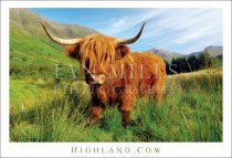 Highland Cow Postcard