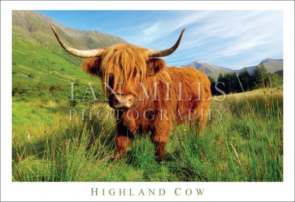 Highland Cow Postcard