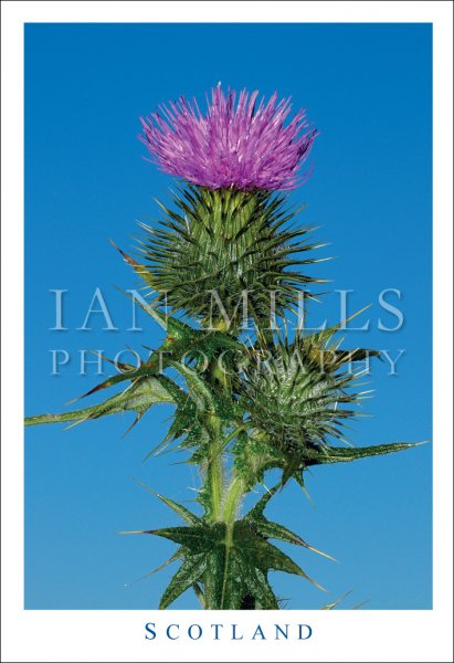 Scottish Thistle, National Emblem Postcard