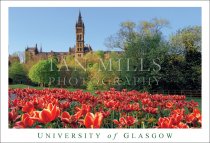 University of Glasgow, Tulips Postcard