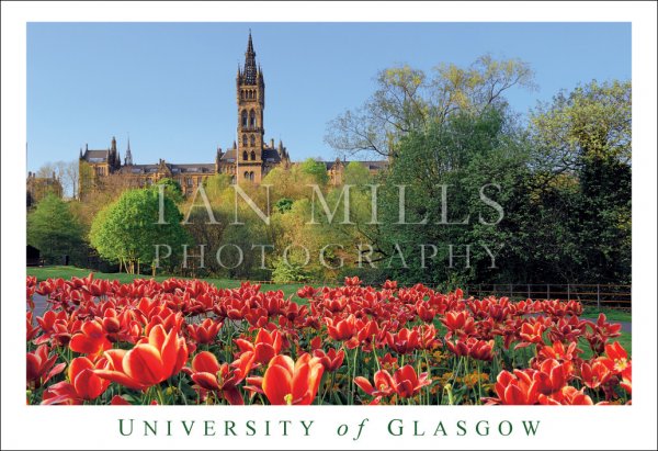 University of Glasgow, Tulips Postcard