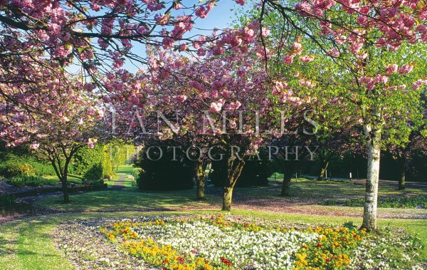Leven, Letham Glen Postcard
