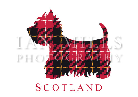 Scotland - Tartan Westie Silhouette Magnet