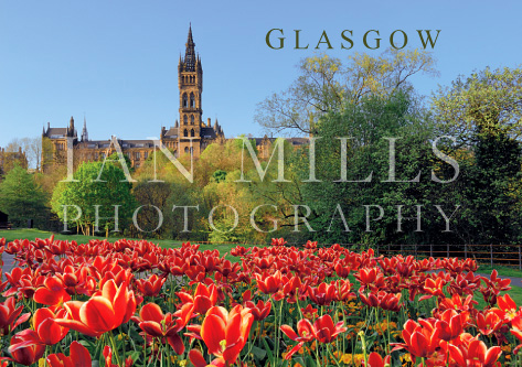 Glasgow, University of Tulips Magnet