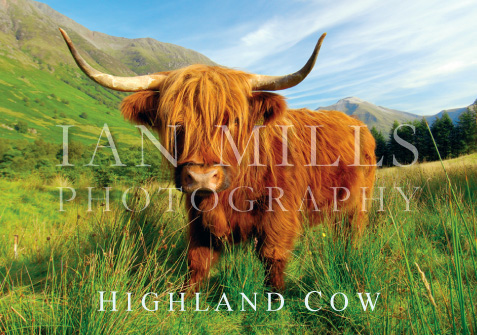 Highland Cow Magnet