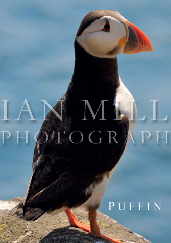 Puffin Magnet