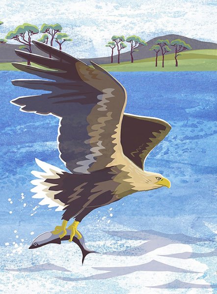 Notebook Sea Eagle