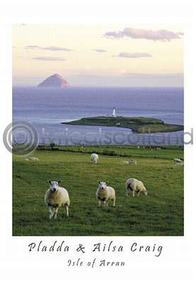 Pladda Sheep & Ailsa Craig Postcard