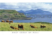 Highland Cattle & Ben More Range Postcard
