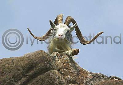 Feral Goat On Carsaig Trail Postcard