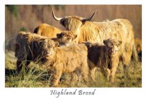 Highland Brood, Glen Lonan Postcard
