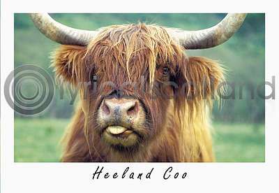 Heeland Coo Mug Shot Postcard