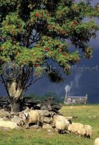 Blackface, Rowan & Croft Postcard