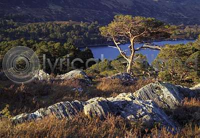 Scots Pines, Glen Affric Postcard