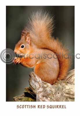 Scottish Red Squirrel Postcard