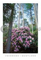 Inverewe Gardens - Scotland Postcard