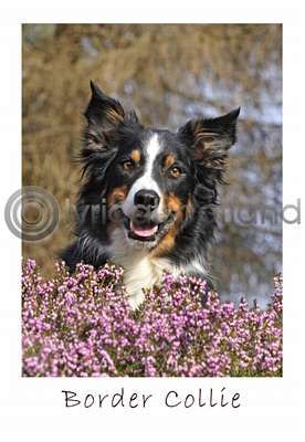 Border Collie Postcard
