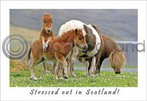 Stressed Out In Scotland Postcard