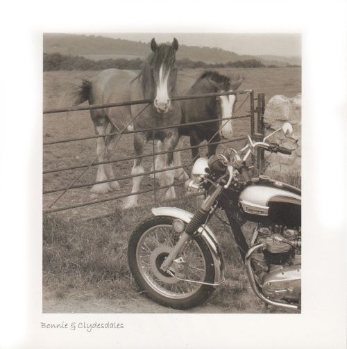 Bonnie & Clydesdales Sepia Greetings Card