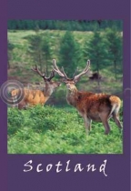 Red Deer Stags (VA6C)