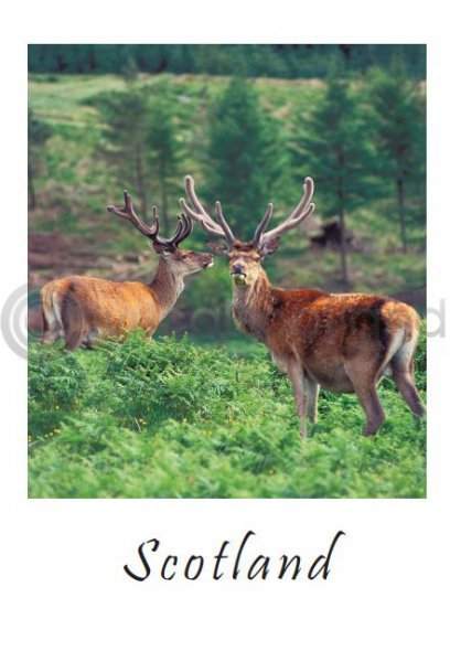 Red Deer Stags Postcard