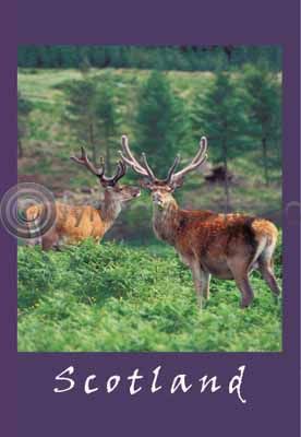 Red Deer Stags (VA6C)