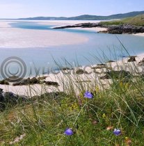 Harebells, Harris Colour Photo Greetings Card
