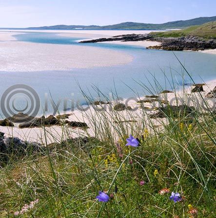 Harebells, Harris Colour Photo Greetings Card