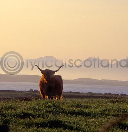 Highlander & Paps Colour Photo Greetings Card