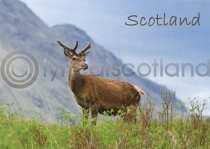 Scotland - Red Deer Stag Magnet