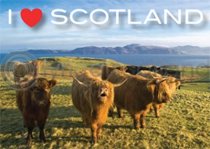 I Love Scotland - Highland Cows Magnet