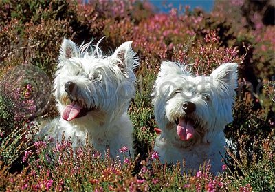 Westies in the Heather Magnet